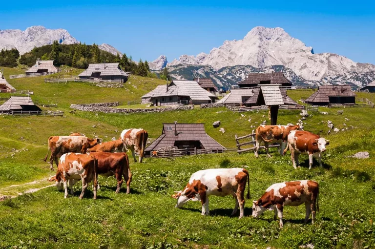 Vaches à Velika Planina