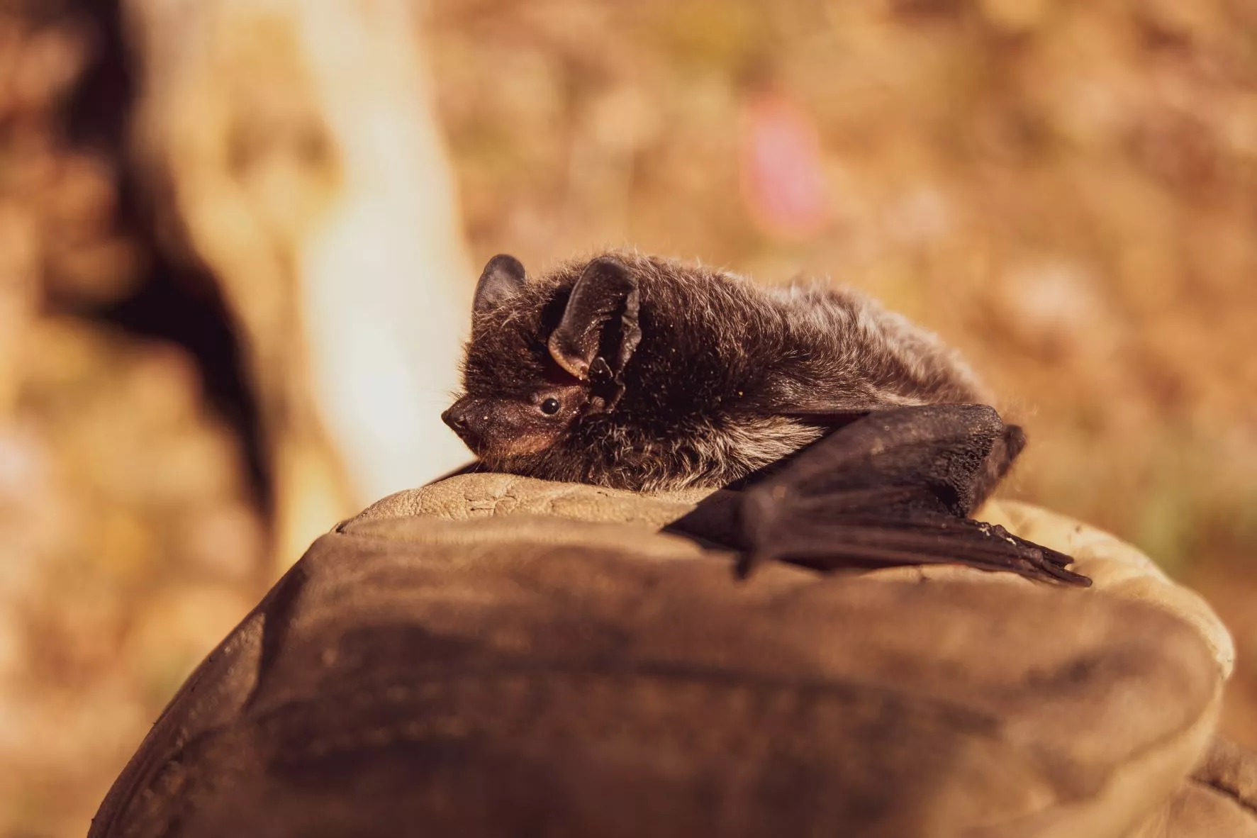 Plitvice Lakes bat