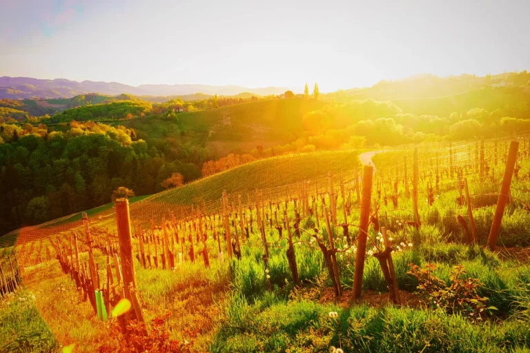 Sloveense wijngaard en zonsopgang